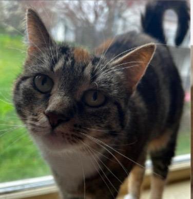 Enlarge Biff, a Adoptable mixed breed in Lancaster, PA image 1/1