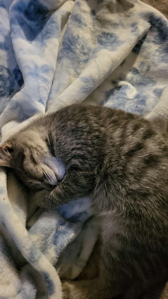 Chompy, Adoptable, Young Female Domestic Short Hair.