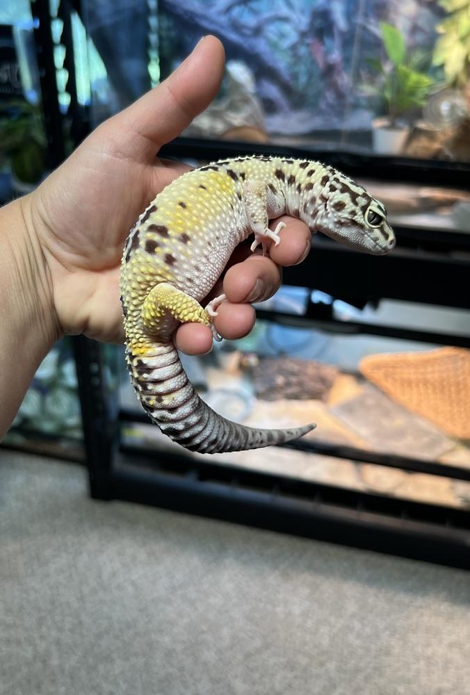 King Neptune, Adoptable, Adult Male Gecko & Lizard.