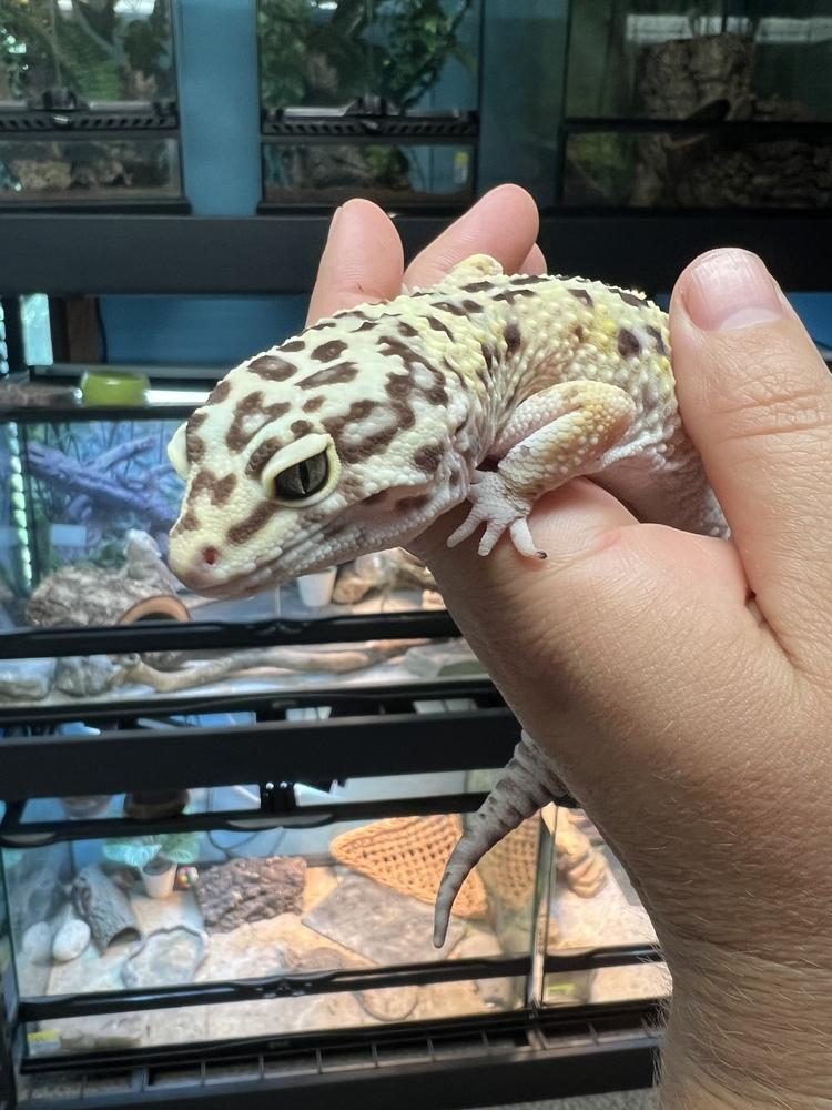 King Neptune, a Adoptable mixed breed in South Bend, IN image 2/3