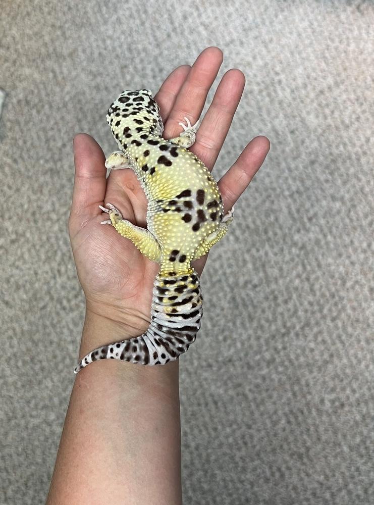 King Neptune, a Adoptable mixed breed in South Bend, IN image 3/3