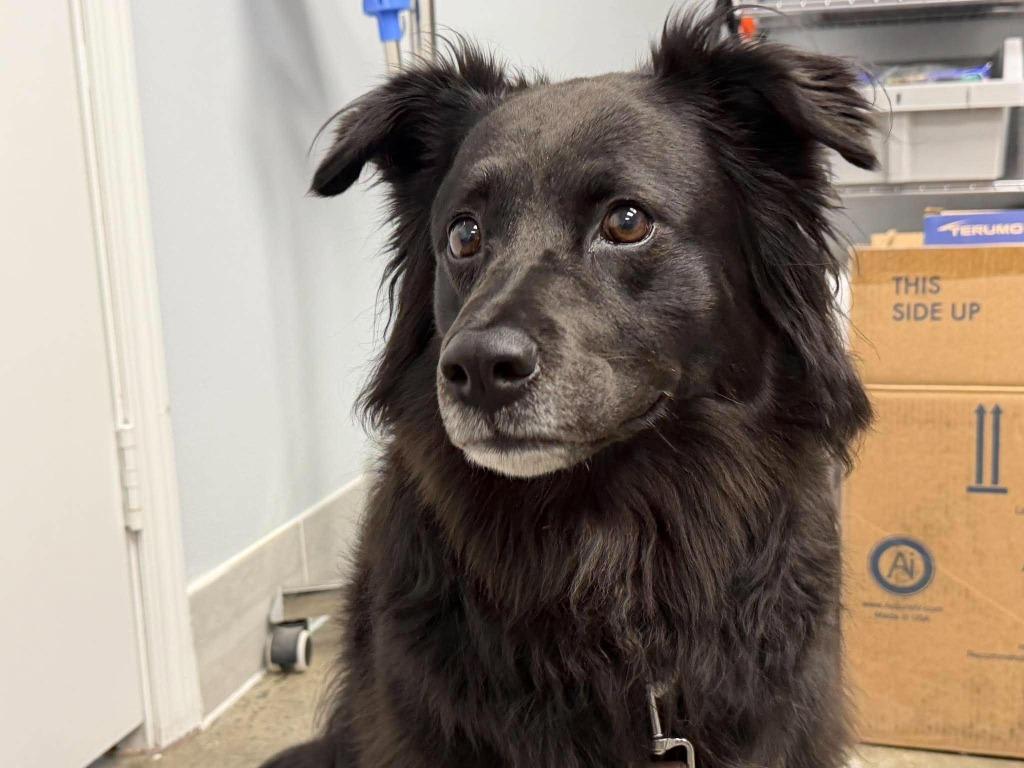 Enlarge Kane, a Adoptable mixed breed in Raleigh, NC image 3/6
