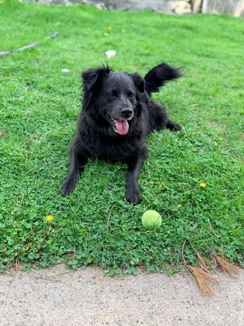 Enlarge Kane, a Adoptable mixed breed in Raleigh, NC image 4/6