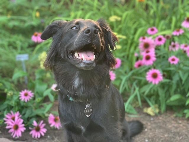 Enlarge Kane, a Adoptable mixed breed in Raleigh, NC image 6/6