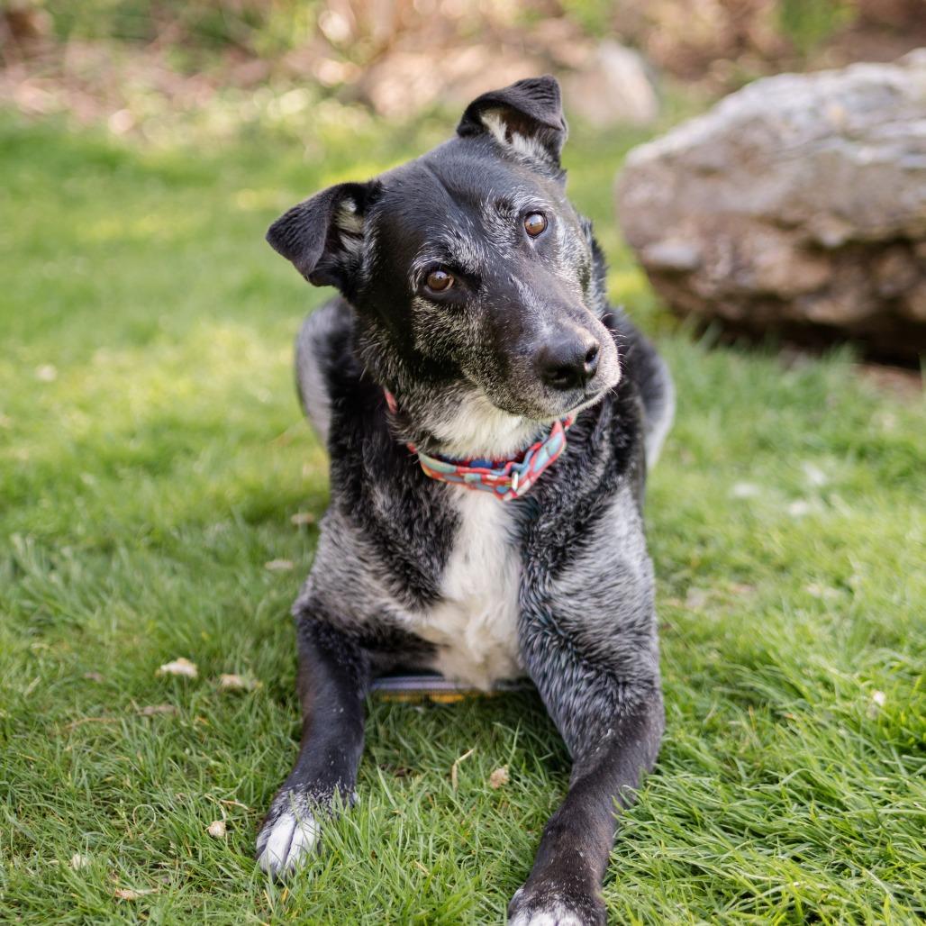 Rocky, Adoptable, Adult Male Labrador Retriever & Mixed Breed.