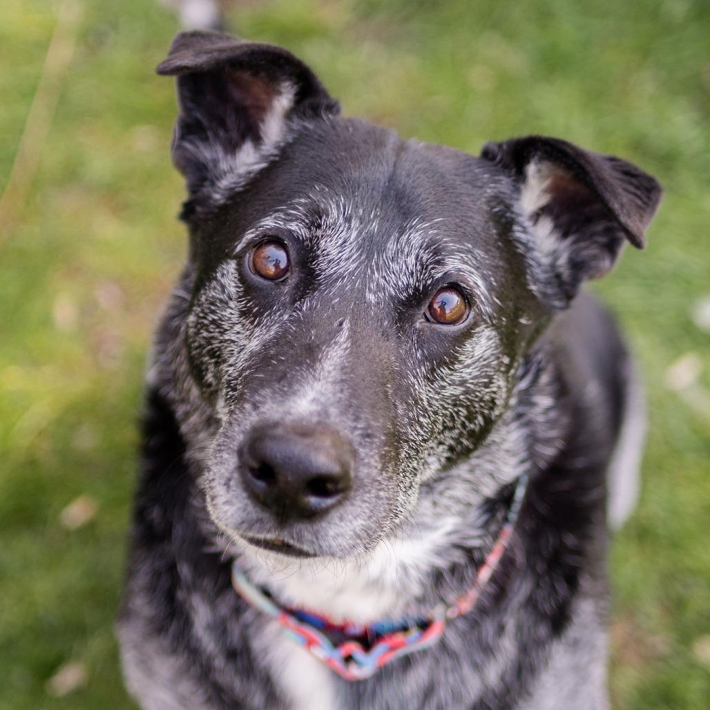 Rocky, a Adoptable mixed breed in Middletown, RI image 2/3