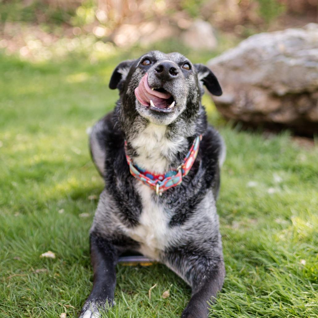 Rocky, a Adoptable mixed breed in Middletown, RI image 3/3