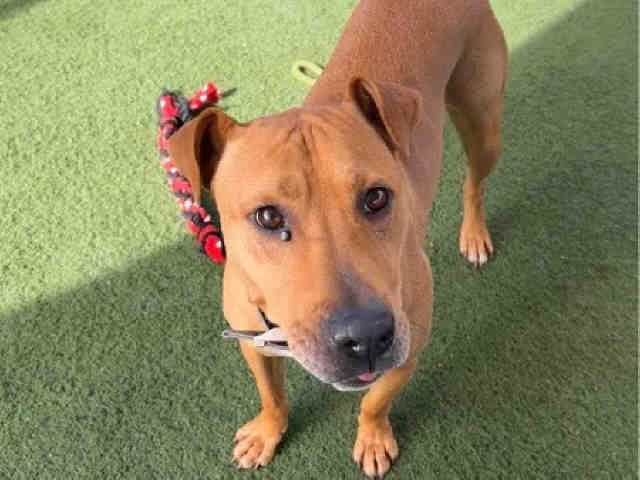 CHATO, Adoptable, Adult Male Pit Bull Terrier.