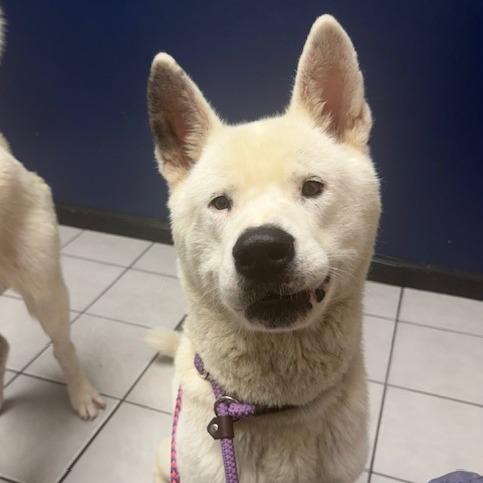 Enlarge Luk, a Adoptable Akita in Dallas, TX image 1/3
