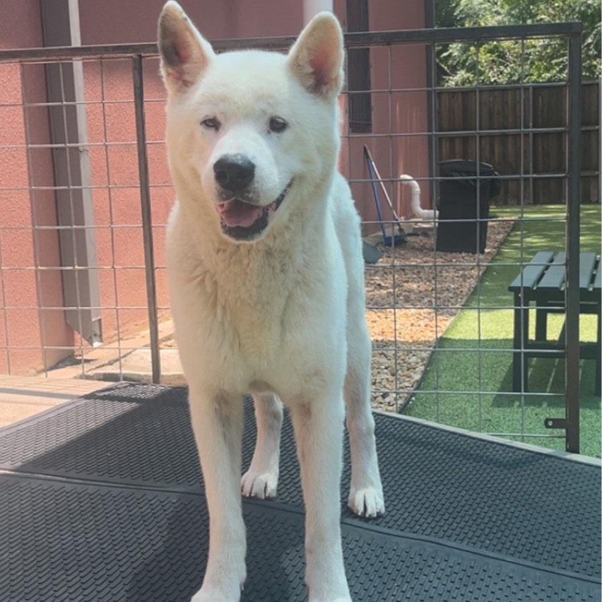 Enlarge Luk, a Adoptable Akita in Dallas, TX image 2/3