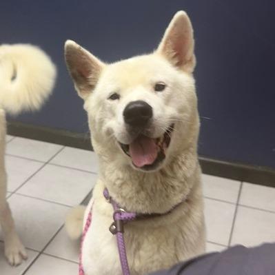 Enlarge Luk, a Adoptable Akita in Dallas, TX image 3/3
