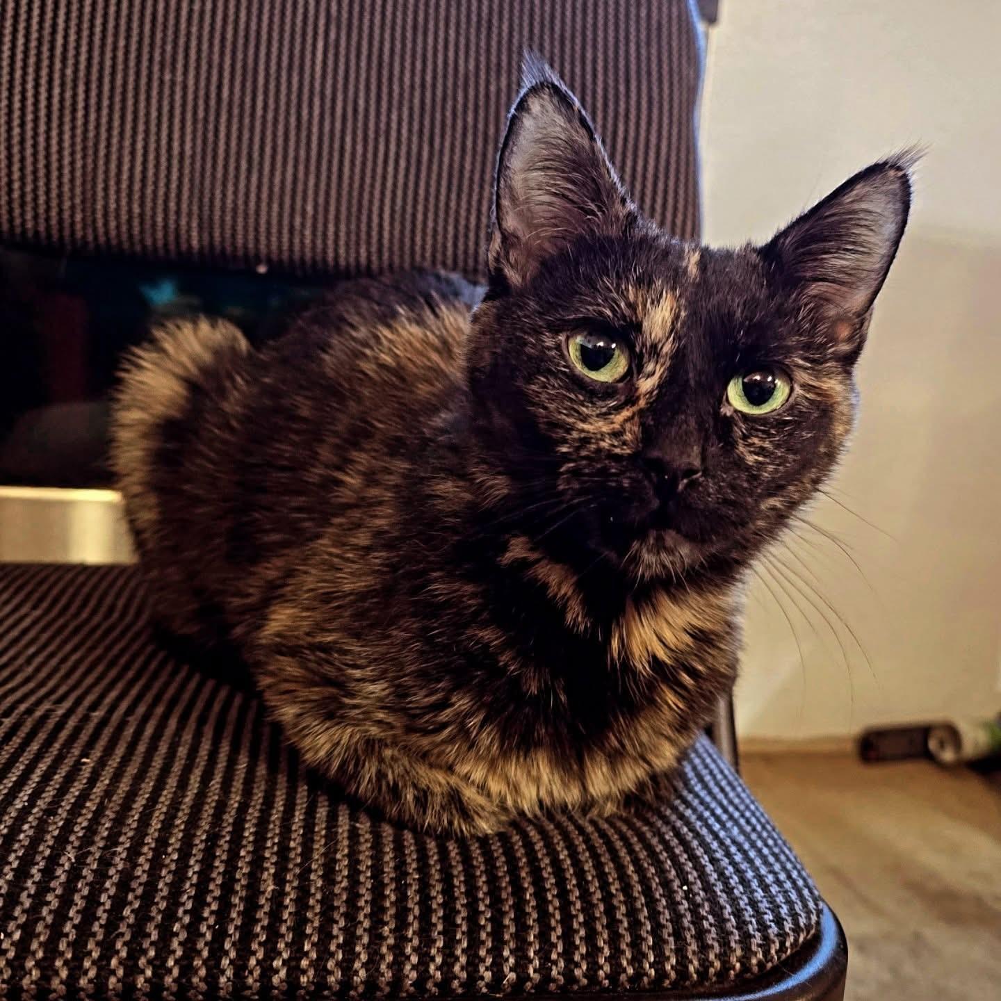 Enlarge Peaches, a Adoptable Tortoiseshell in Coalhurst, AB image 1/1