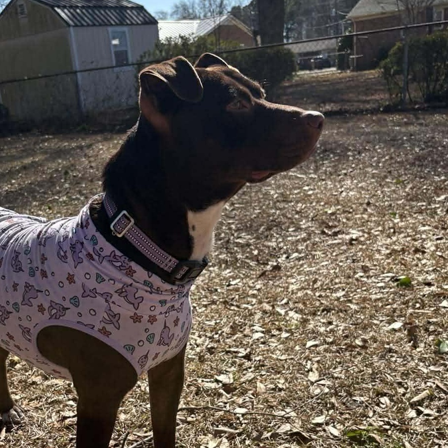 Brandy-fostered in North Carolina