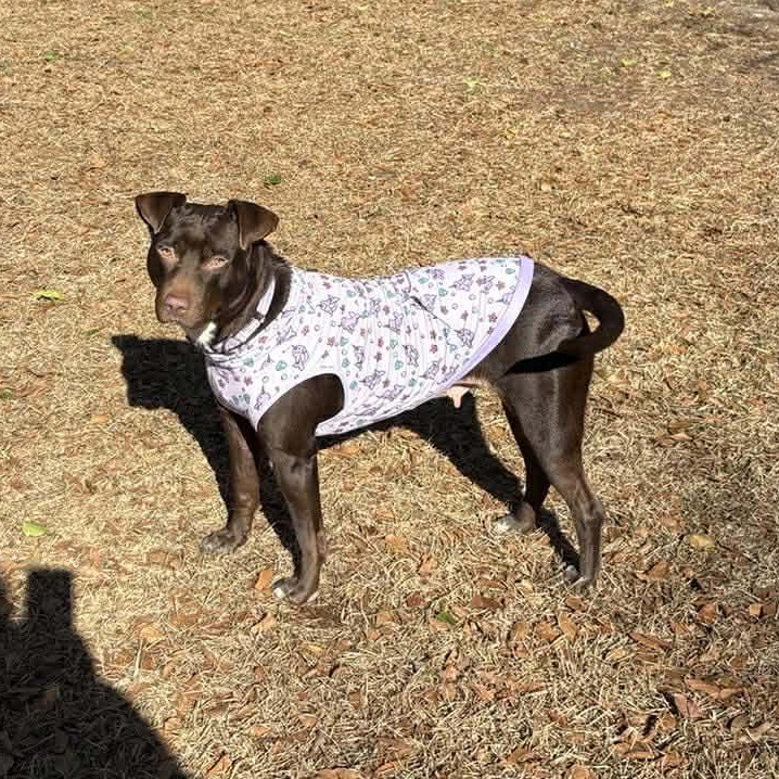 Brandy-fostered in North Carolina — thumbnail 2