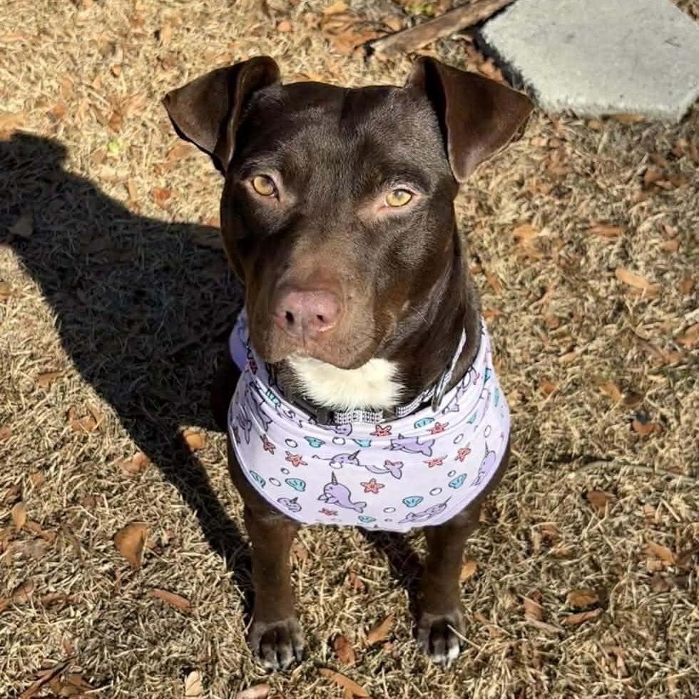 Brandy-fostered in North Carolina — thumbnail 3