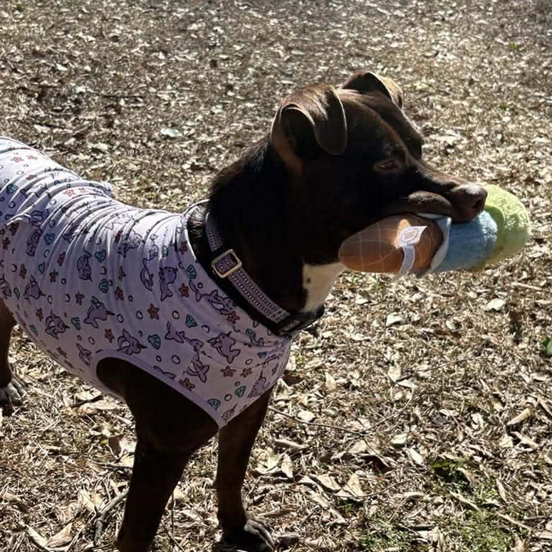 Brandy-fostered in North Carolina — thumbnail 4