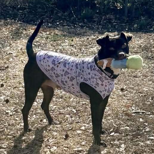 Brandy-fostered in North Carolina — thumbnail 5