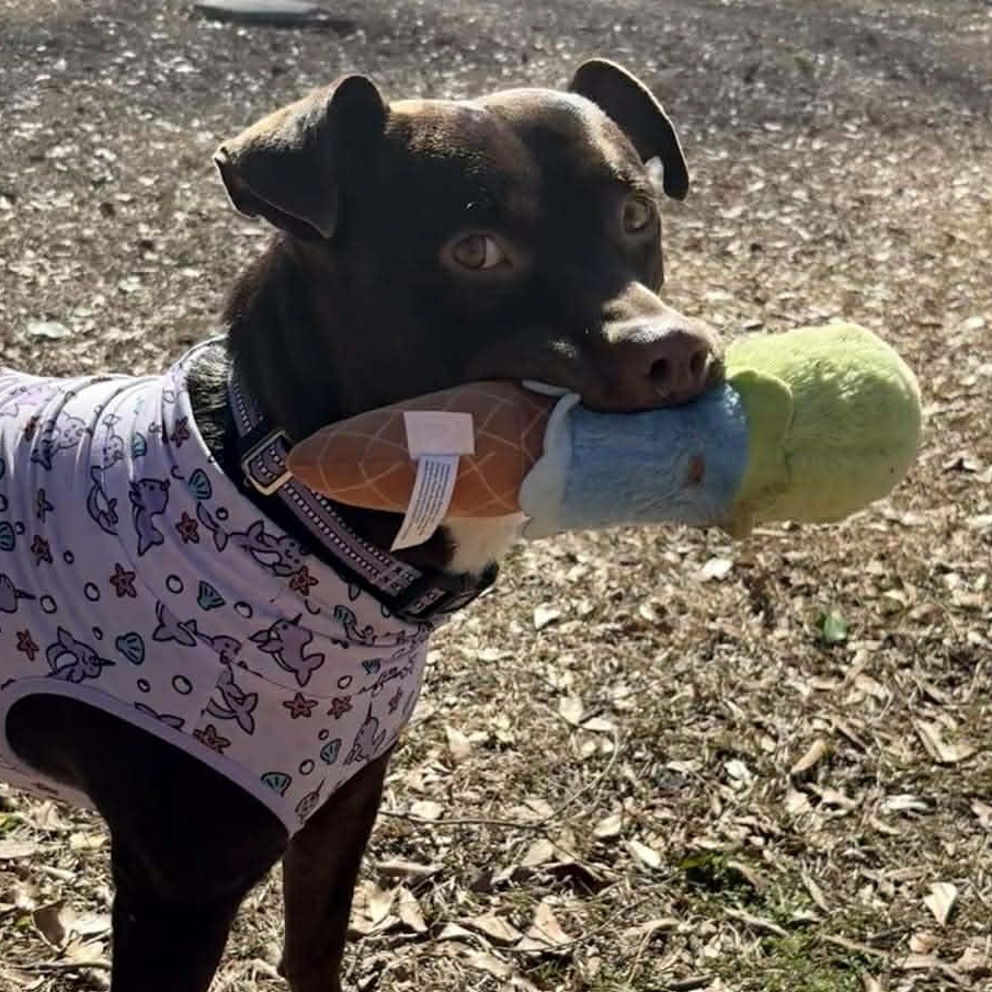 Brandy-fostered in North Carolina — thumbnail 6