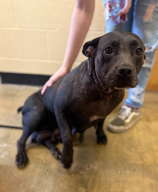 Enlarge Dorothy 25D-149, a Adoptable Terrier in Corinth, MS image 1/2