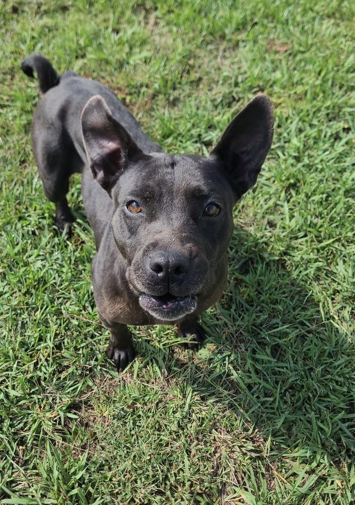 Enlarge Dorothy 25D-149, a Adoptable Terrier in Corinth, MS image 2/2
