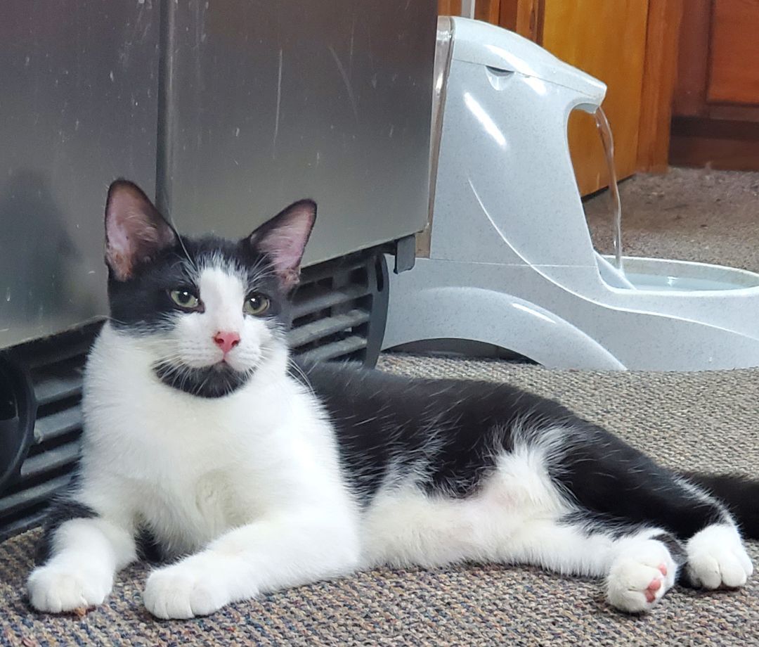 Chris, a Adoptable American Shorthair image 1/6