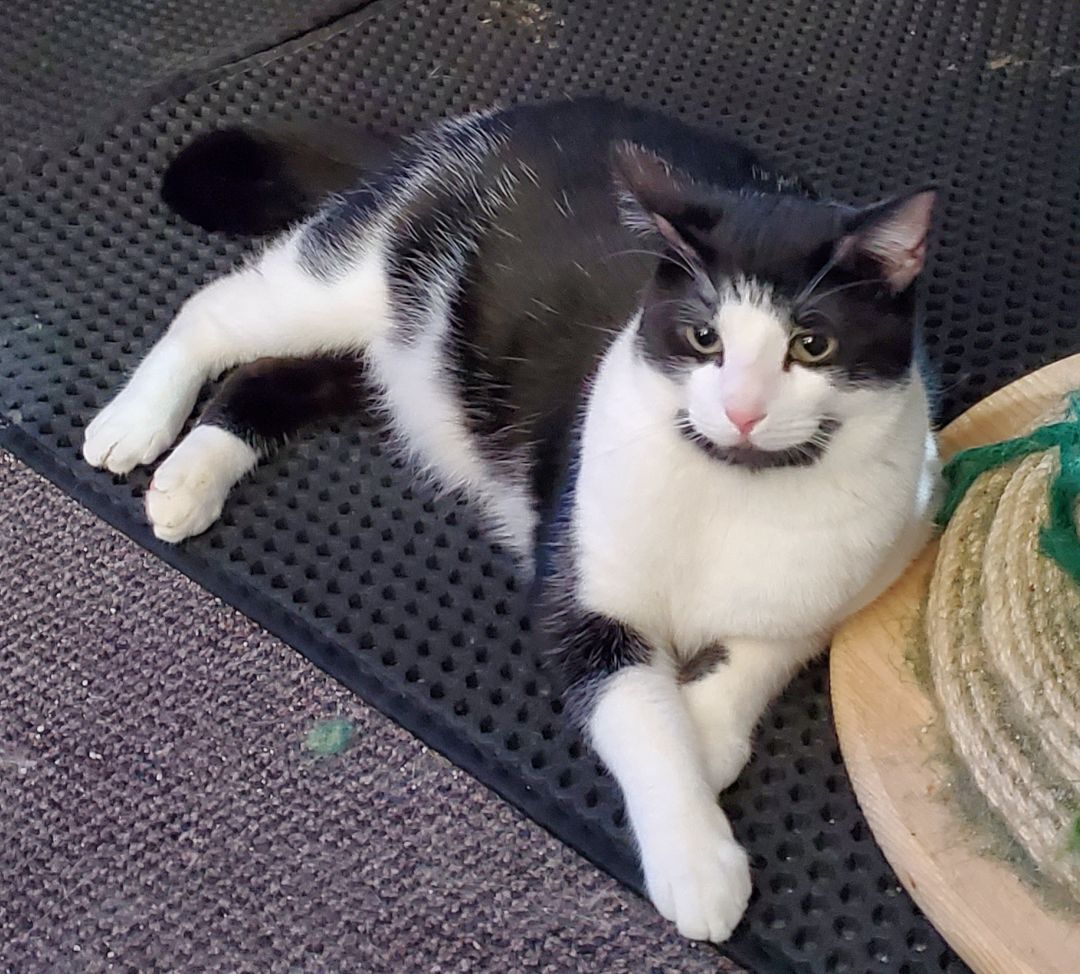 Chris, a Adoptable American Shorthair image 2/6