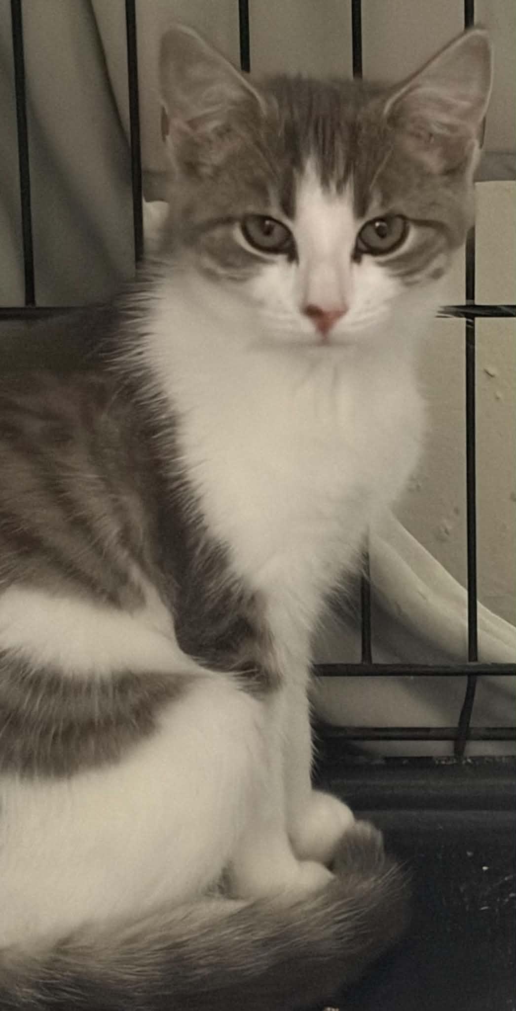 Enlarge Jelly Roll, a ADOPTABLE Domestic Short Hair in Westfield, MA image 1/1