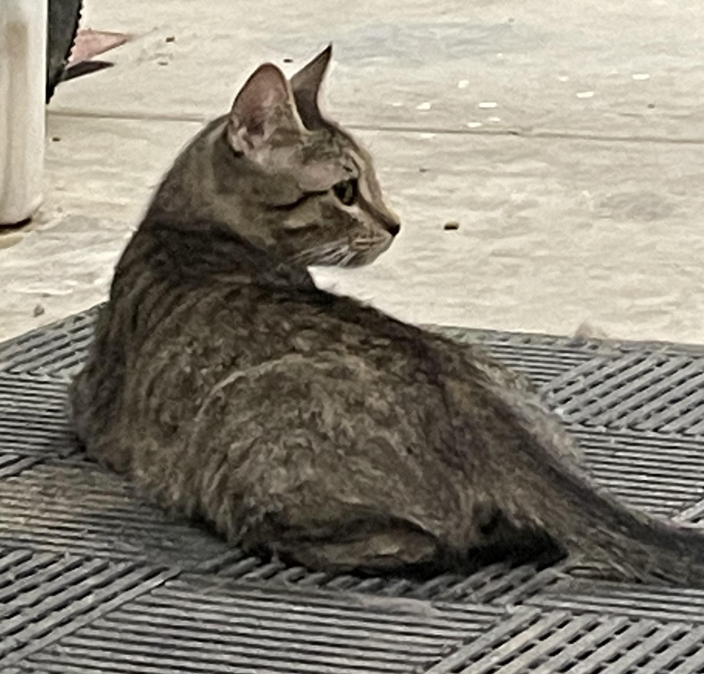 Kiki - A Spirited Explorer with a Gentle Heart