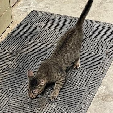 Kiki - A Spirited Explorer with a Gentle Heart