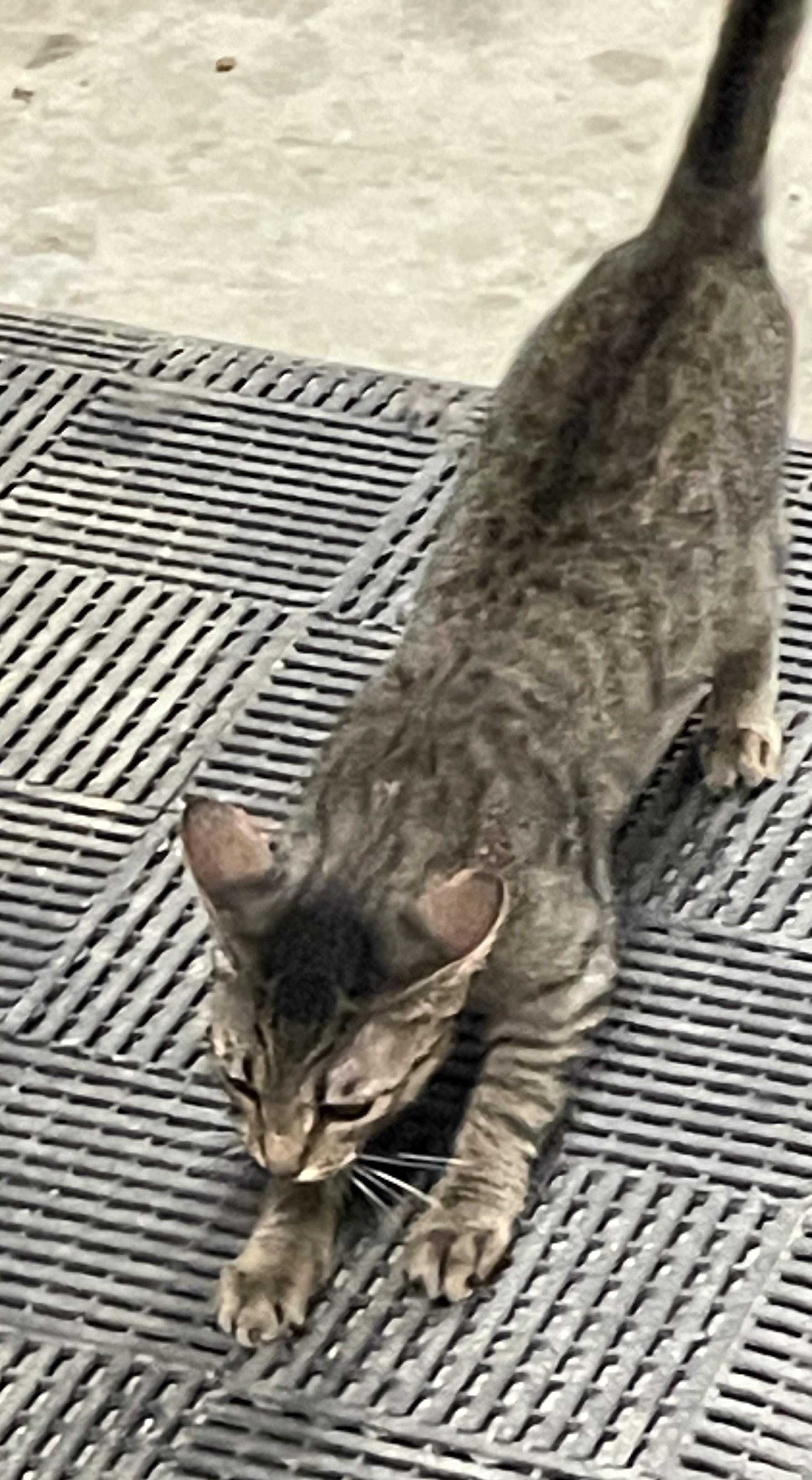 Kiki - A Spirited Explorer with a Gentle Heart