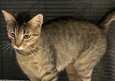 Kiki - A Spirited Explorer with a Gentle Heart