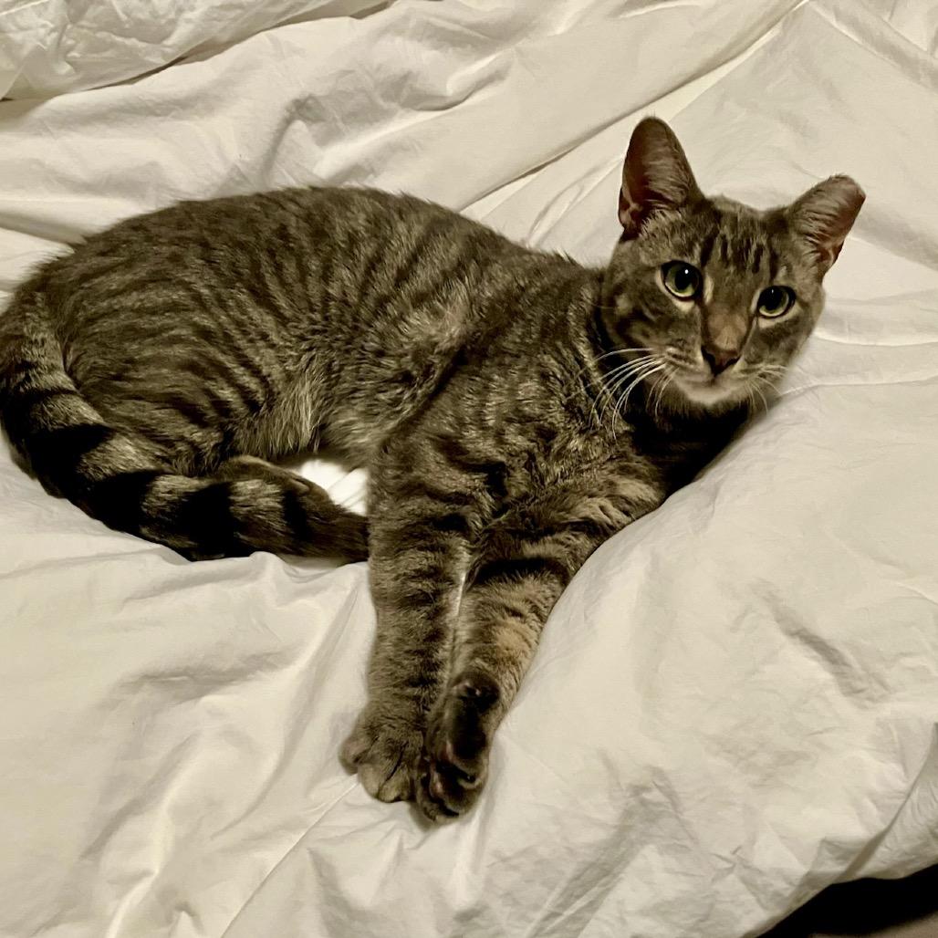 Enlarge Peter Parker, a Adoptable Domestic Short Hair in Sinking Spring, PA image 2/5