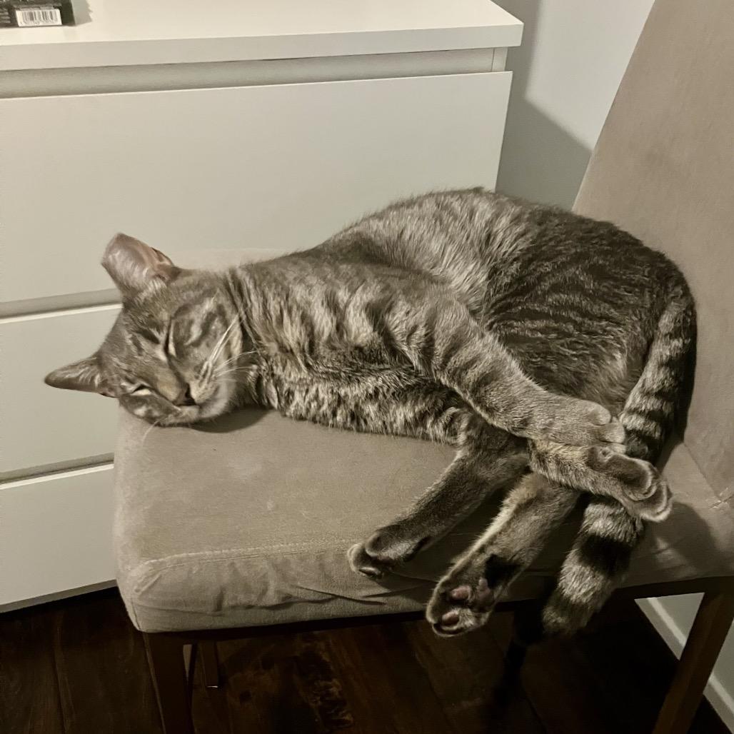 Enlarge Peter Parker, a Adoptable Domestic Short Hair in Sinking Spring, PA image 3/5