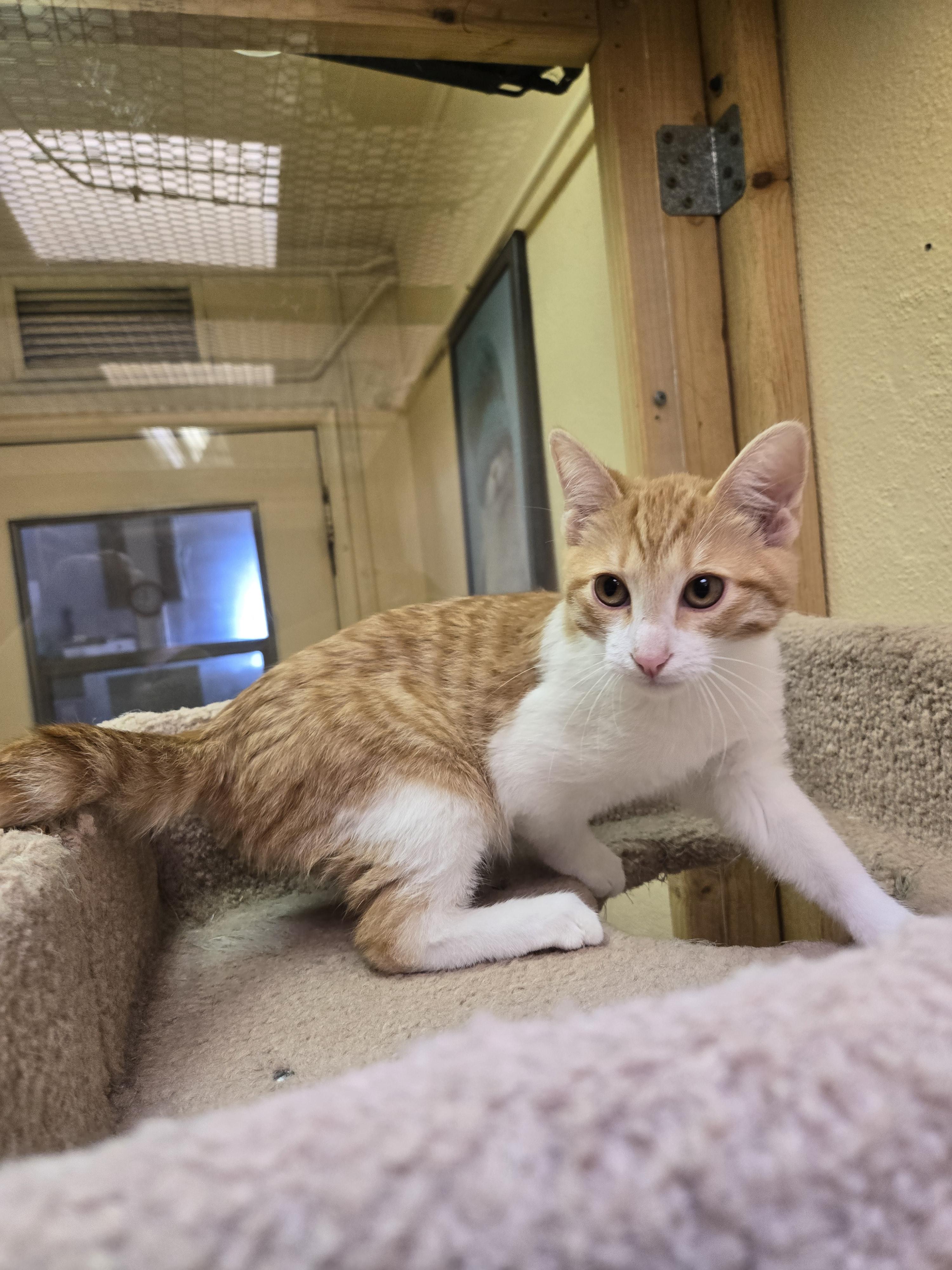 Enlarge Woody, a Adopted Domestic Short Hair in Nogales, AZ image 1/4