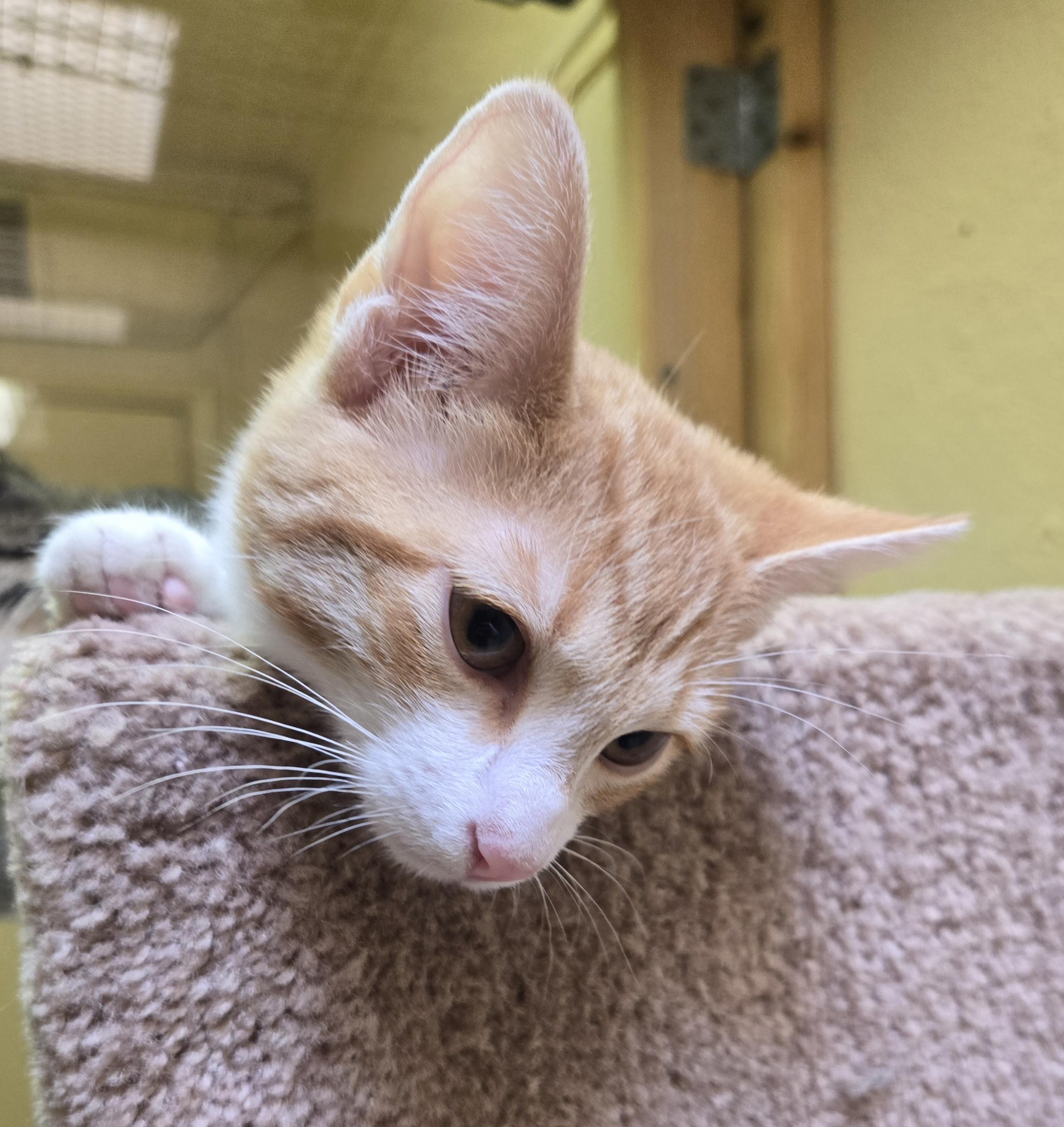 Enlarge Woody, a Adopted Domestic Short Hair in Nogales, AZ image 2/4