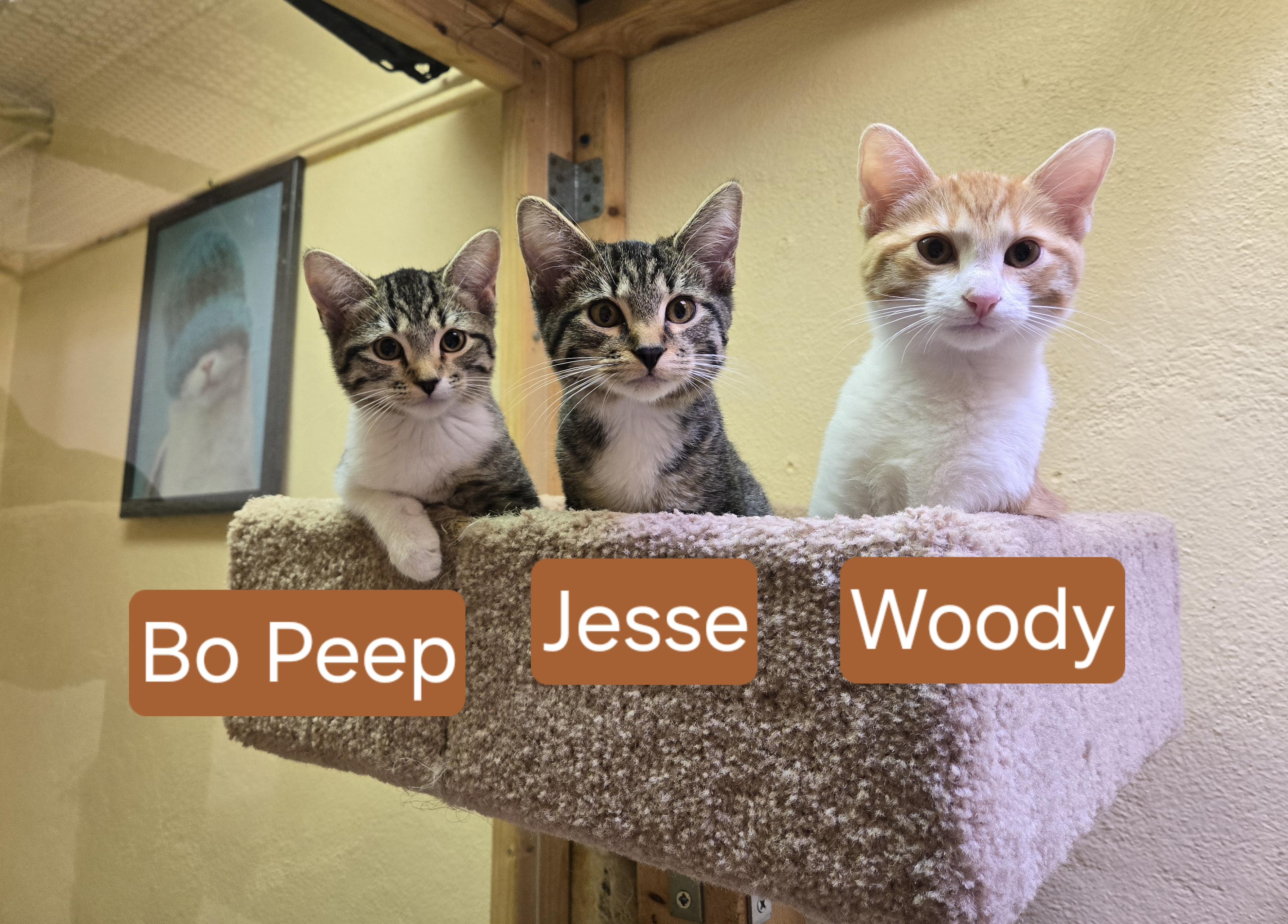 Enlarge Woody, a Adopted Domestic Short Hair in Nogales, AZ image 3/4