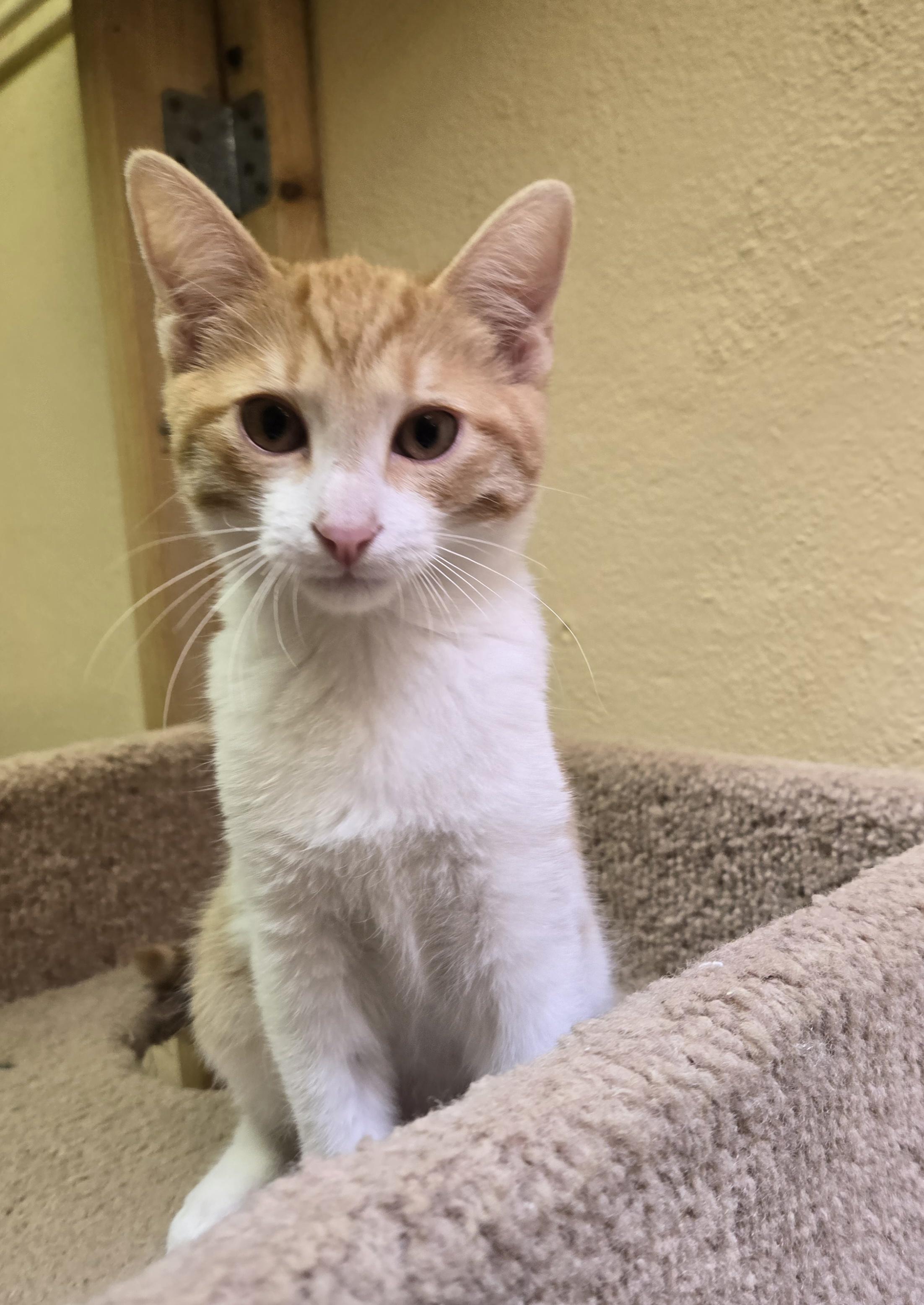 Enlarge Woody, a Adopted Domestic Short Hair in Nogales, AZ image 4/4