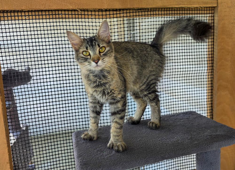 Thumbelina, Adoptable, Young Female Domestic Medium Hair & Extra-Toes Cat / Hemingway Polydactyl.