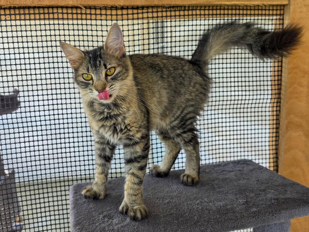 Enlarge Thumbelina, a Adoptable mixed breed in Lewisburg, TN image 2/2