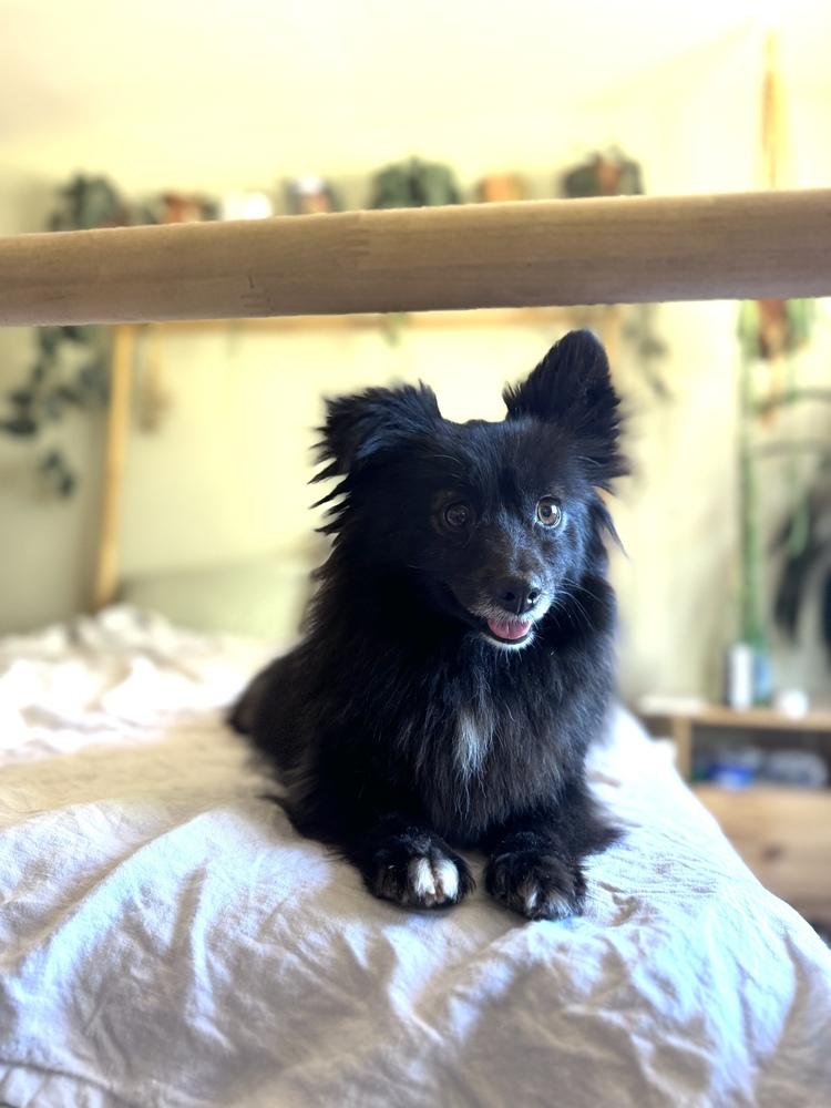 Kippa, a Adoptable mixed breed in Tucson, AZ image 2/3