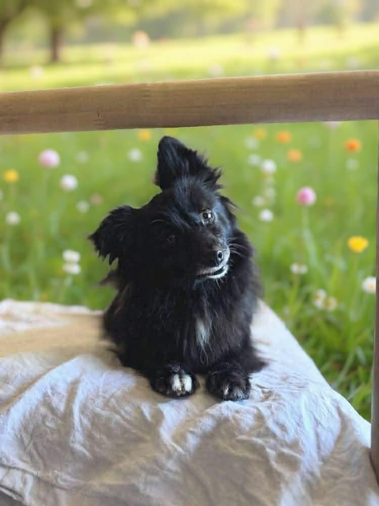 Kippa, a Adoptable mixed breed in Tucson, AZ image 3/3