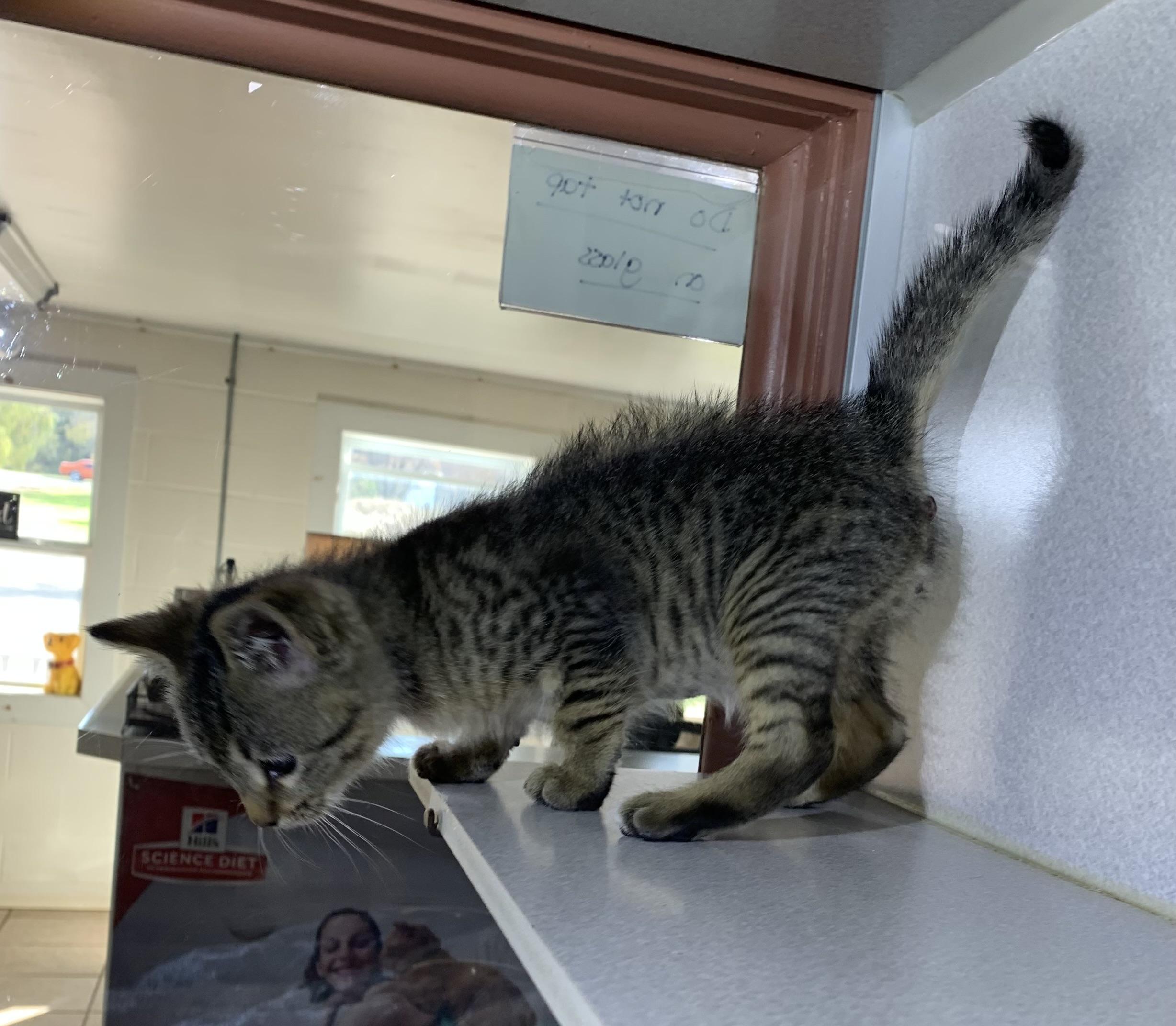 Enlarge Squirt, a Adoptable mixed breed in Massena, NY image 3/3