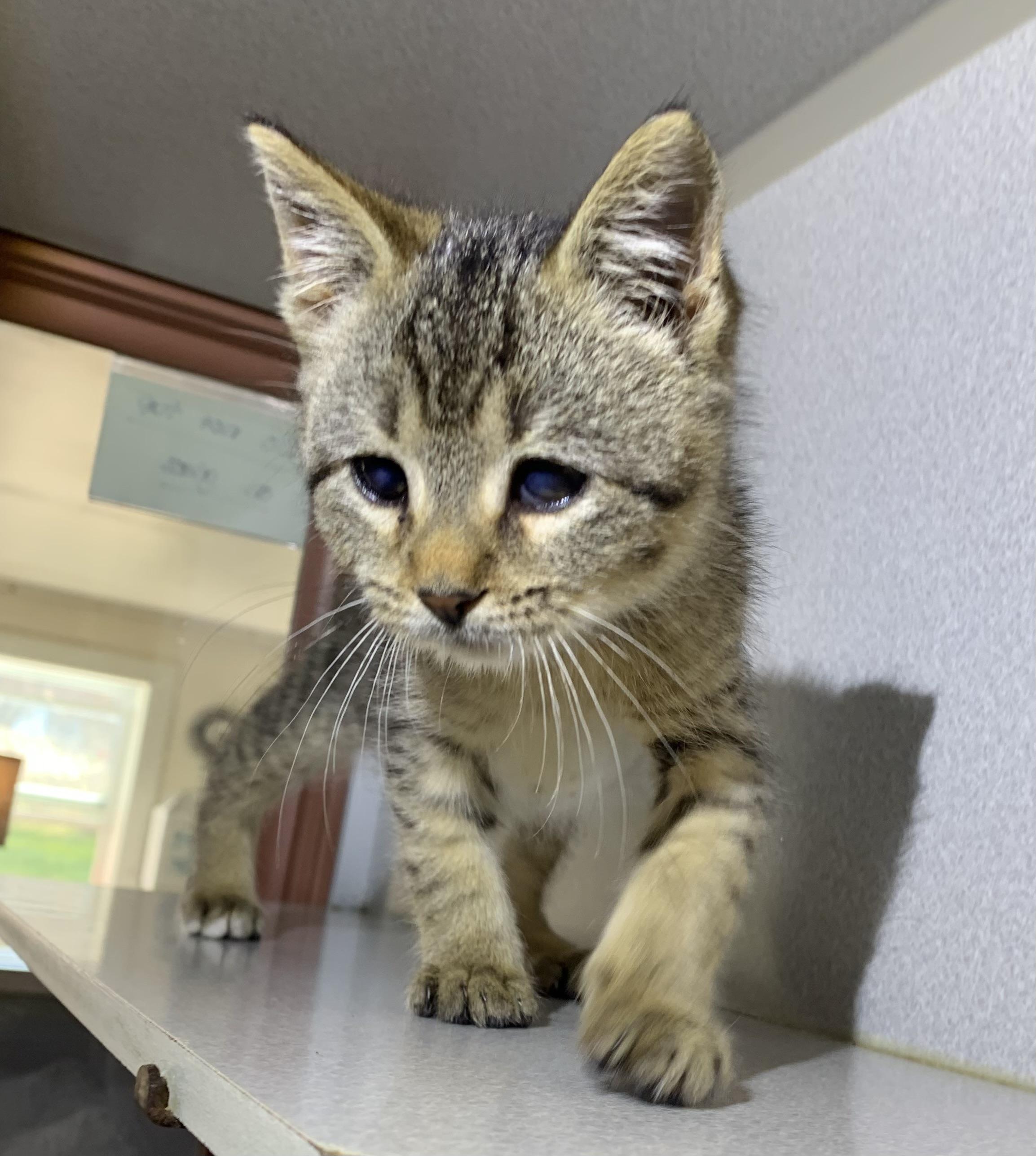 Squirt, Adoptable, Kitten Male Domestic Short Hair.