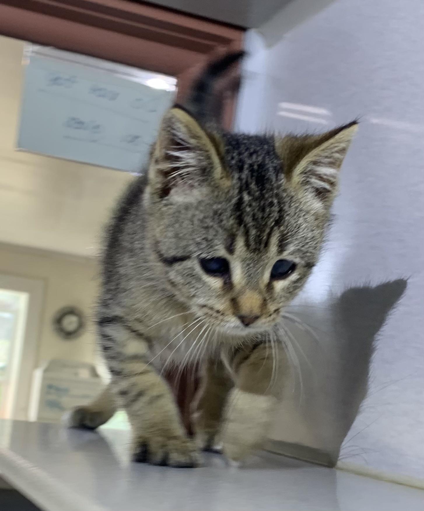 Enlarge Squirt, a Adoptable mixed breed in Massena, NY image 2/3