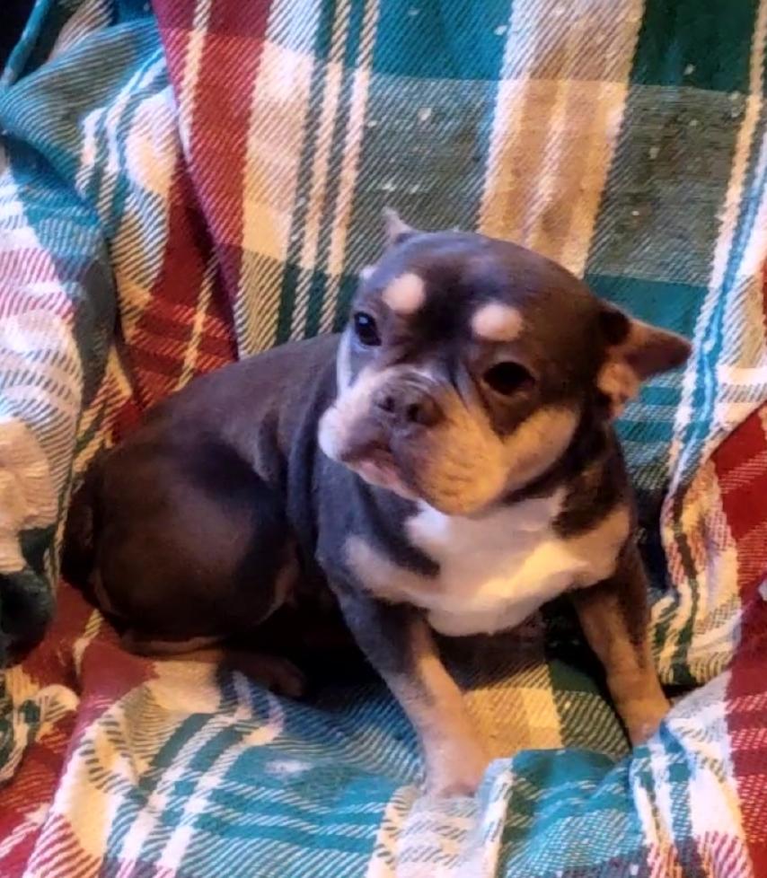 Enlarge Blue/tan/wht female frenchie , a ADOPTABLE French Bulldog in Woodsfield, OH image 2/3