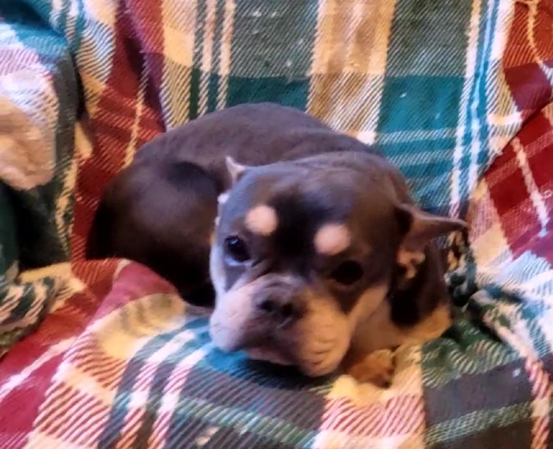 Blue/tan/wht female frenchie , ADOPTABLE, Young Female French Bulldog.
