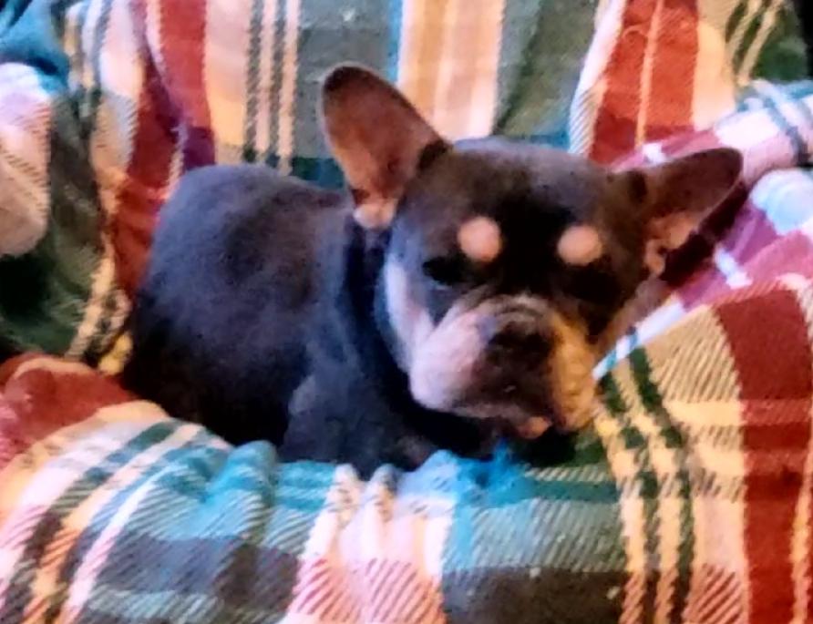 Enlarge Blue/tan/wht female frenchie , a ADOPTABLE French Bulldog in Woodsfield, OH image 3/3