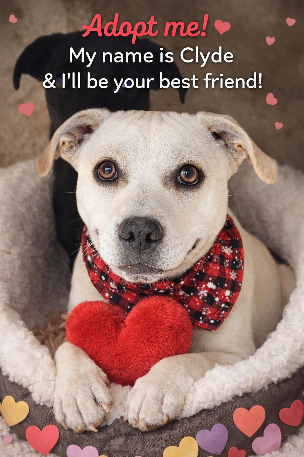 Enlarge Clyde, an adopted mixed breed in Lynchburg, TN image 2/5