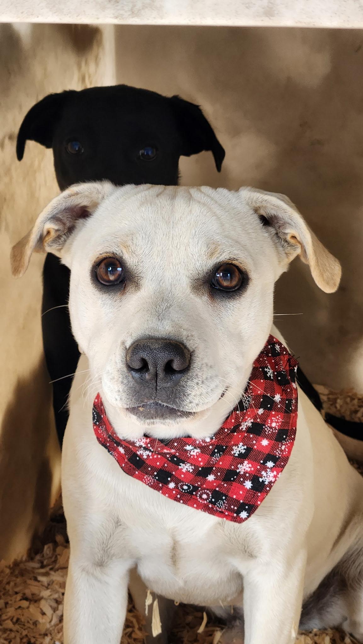 Enlarge Clyde, an adopted mixed breed in Lynchburg, TN image 4/5