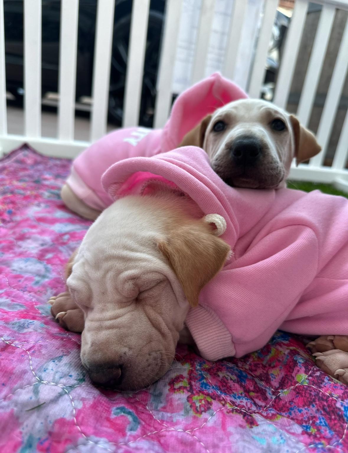 Ariel, a Adoptable mixed breed in Pasadena, CA image 5/6